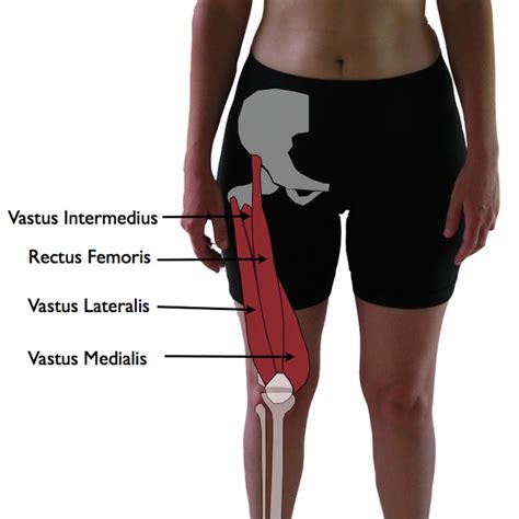 rectus femoris trigger point  knee pain trigger points part