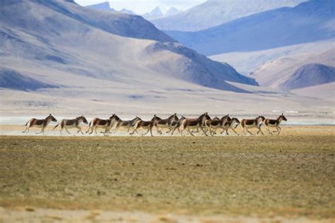 Wildlife in Leh Ladakh - Swan Tours - Travel Experiences, Popular ...