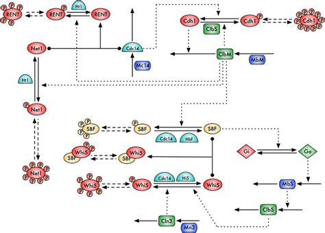 Molecular Mechanism For Cell Cycle Control In Budding Yeast A Solid