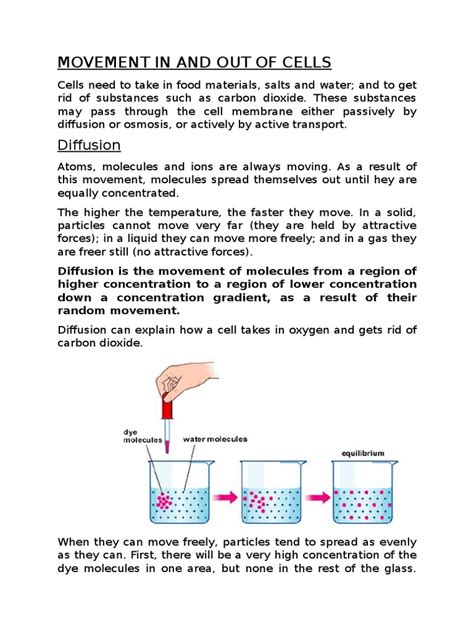 Movement In And Out Of Cells Osmosis Cell Membrane