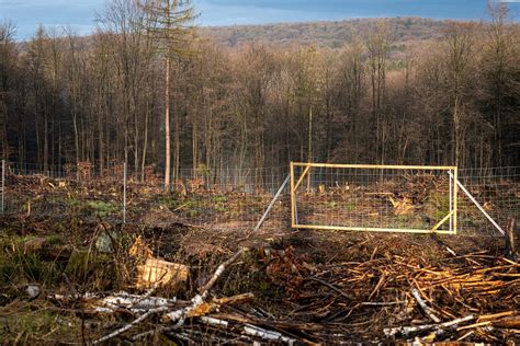 Wildschäden im Wald Forst erklärt