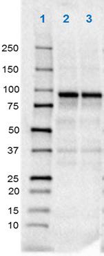 Purified Anti Psd Antibody Anti Psd K