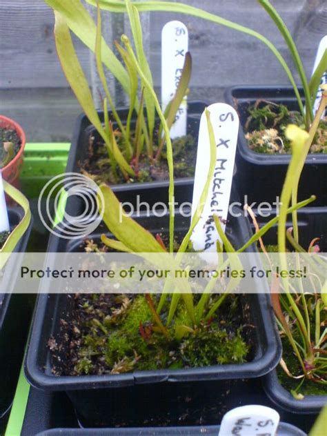 Rhizome propagation - Sarracenia - Carnivorous Plants UK