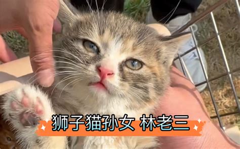 回访狮子猫的孙女 林老三 猫德学院林老师 猫德学院林老师 哔哩哔哩视频