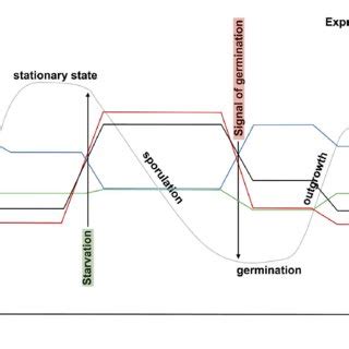 Schematic Illustration Of Regulations By Ser Thr Phosphorylation