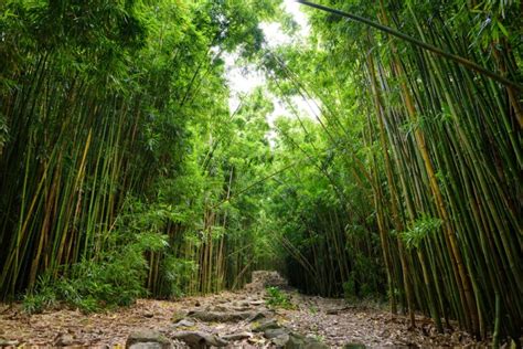 Plant Speed Records How Fast Does Bamboo Grow