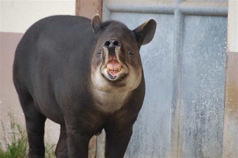 Funny Tapirs Gagdaily News