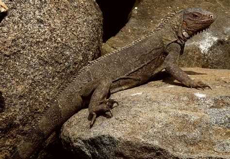 Free Picture Wildlife Lizard Wild Reptile Animal Camouflage