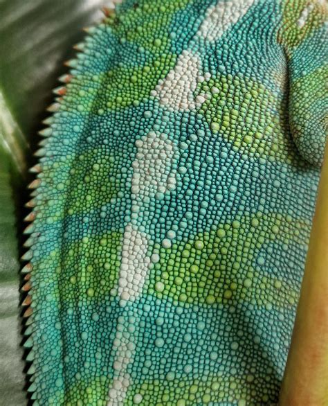 Gotta Love The Colours 💚💙 Rlizards