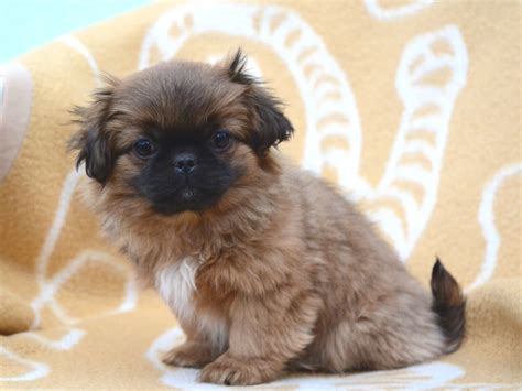 Pekingese For Sale Pekingese Puppies Pekingese Pekingese Puppies