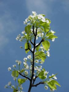 Kleinblütige Birne Blüte weiß Pyrus calleryana Galerie Album Bilder Fotos