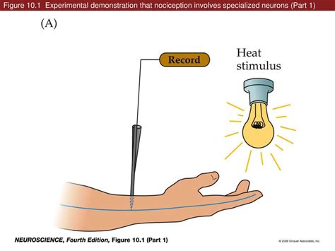 Ppt Figure Experimental Demonstration That Nociception Involves