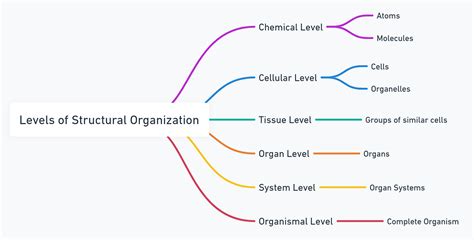 Levels Of Structural Organization And Body Systems