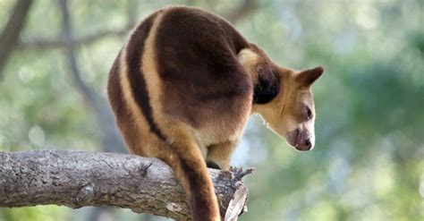 10 Fascinating Facts About Tree Kangaroos A Z Animals