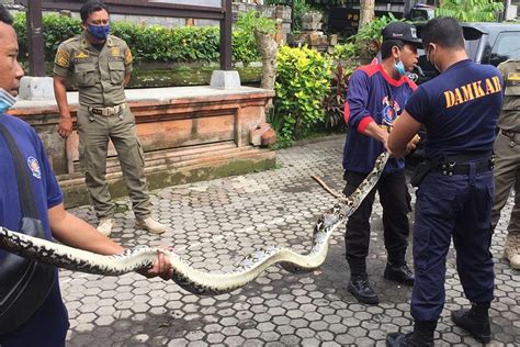 Ular Piton Masuk Rumah Warga Di Guwang Balipost