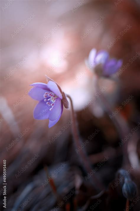 Kwiaty wiosenne Leśne przylaszczki Hepatica nobilis Fioletowe kwiaty