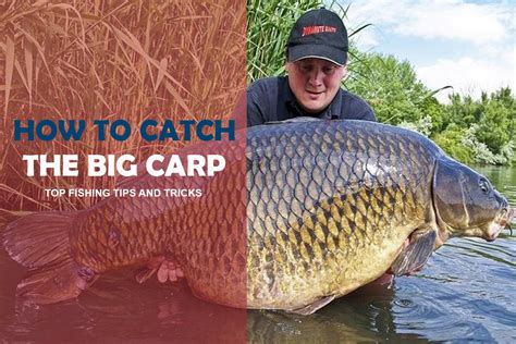 How To Catch Big Carp A Comprehensive Carp Fishing Guide Fishing