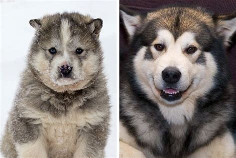 20 Cute Puppies That Will Grow Up to Be Huge Wolves / Bright Side