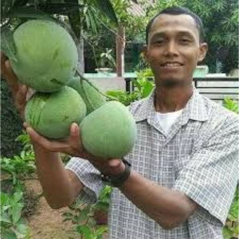 Mangga Kelapa Hybrid Shopee Malaysia