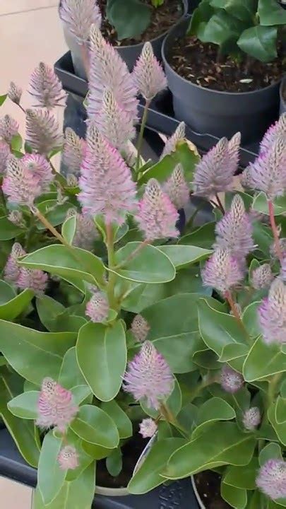 Удивительный многолетник . Птилотус Джой #flowers - YouTube