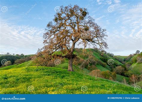 Mount Diablo State Park in California Stock Photo - Image of ...