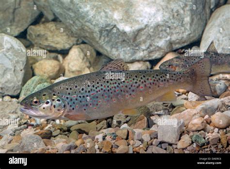 Brown Trout River Trout Brook Trout Salmo Trutta Fario Swimming