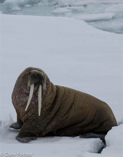 Arctic Ocean Animals Facts