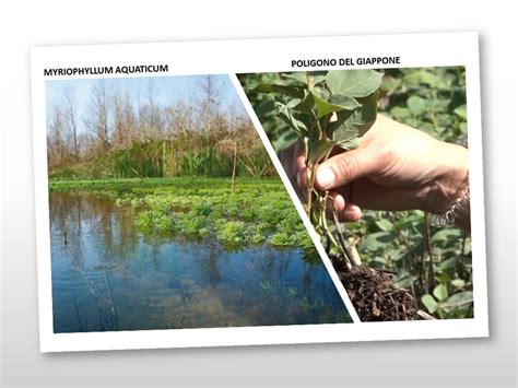 Le Piante Aliene Si Stanno Facendo Largo Nelle Acque Toscane Con Nuove