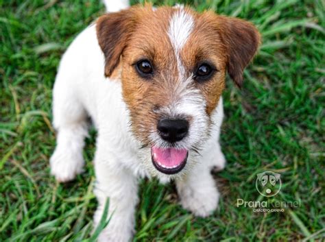 Jack Russell Terrier Hembra Mercado Libre