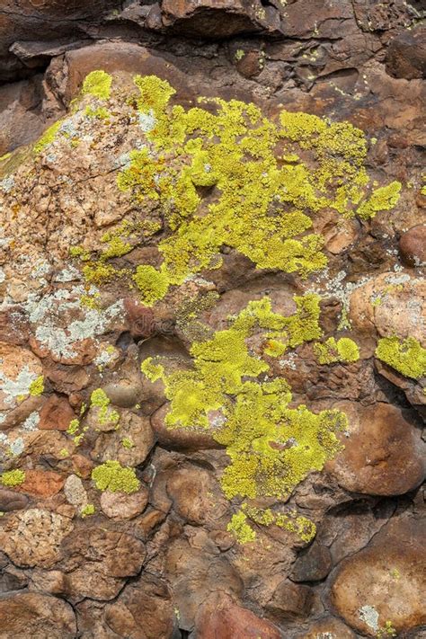 Liquen Verde Y Musgo Sobre Piedras Marrones Vertical Foto De Archivo