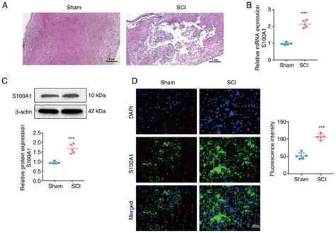 S100a1 Expression In Sci A Representative Images Of Hematoxylin And