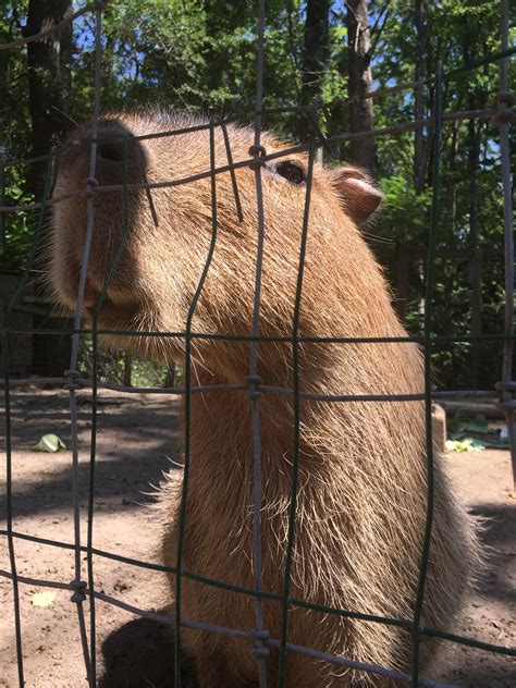 I Was Lucky Enough To Meet This Handsome Guy Today R Capybara