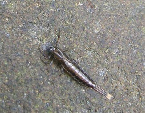 Isonychia Bicolor Selected Aquatic Insects Of Massachusetts · Inaturalist