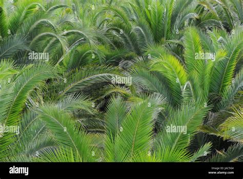 spain palm trees stock photo alamy
