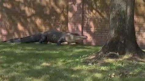 Large Gator Spotted Roaming Around Houston Texas Neighborhood Wfaa