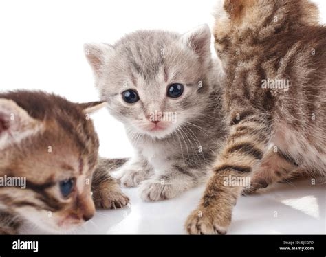 Kittens Tail Hi Res Stock Photography And Images Alamy