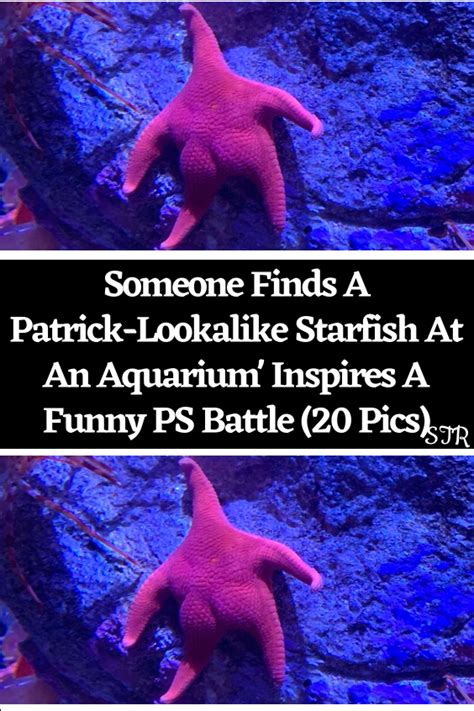 Someone finds a patrick lookalike starfish at an aquarium inspires a ...