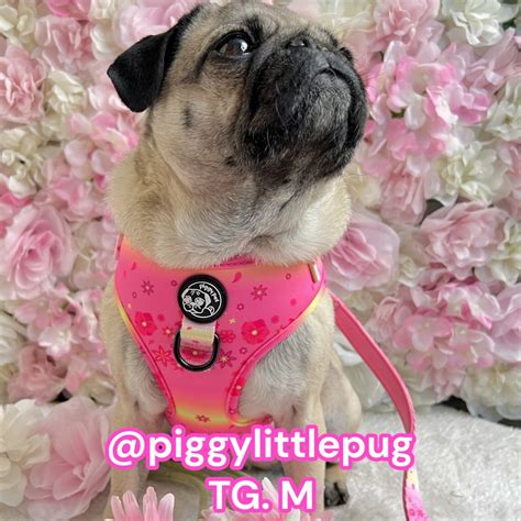 Pettorina Ad H Per Cani Flower Power Pink Pettorina Regolabile Piggy Pet