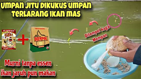 Umpan Jitu Dikukuspantes Umpan Ini Dilarangtetangga Cuma Jadi