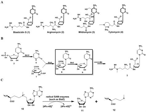 Radical Sam Enzyme Blse Catalyzes Decarboxylation In 1 Biosynthesis