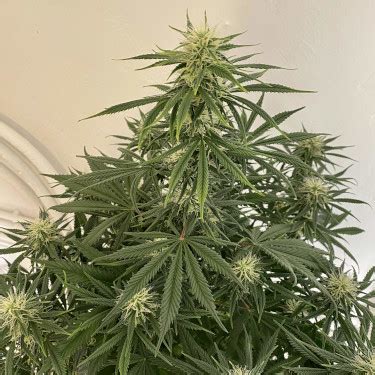 Mimosa Automatic Strain Royal Queen Seeds Thc