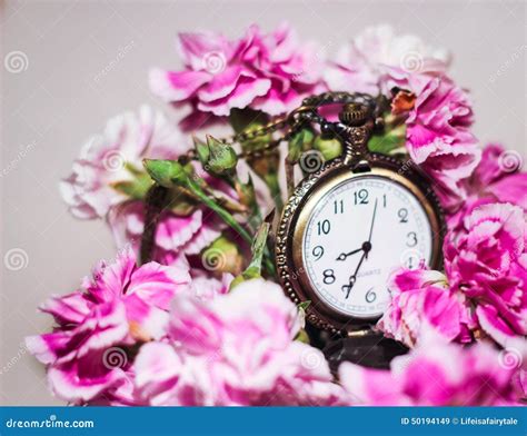 Ten O`clock Flowers-Portulaca Grandiflora- Eleven O`clock Flowers Stock ...