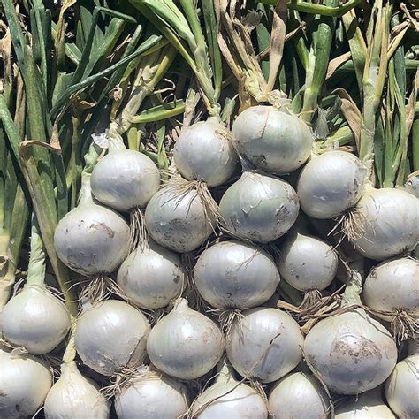 2144 F1 Untreated Onion Seeds Osborne Hybrid Farm Seed Company