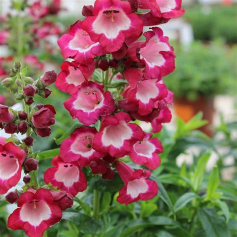 Penstemon Barbatus Hybrid Genesis Plant Marketing Ltd