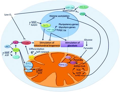 Connecting Mitochondria Metabolism And Stem Cell Fate Stem Cells