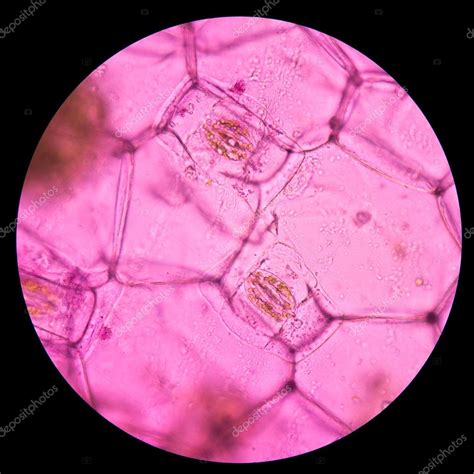 Oyster Plant Cells Plant Cells Under Microscope Stock Photo