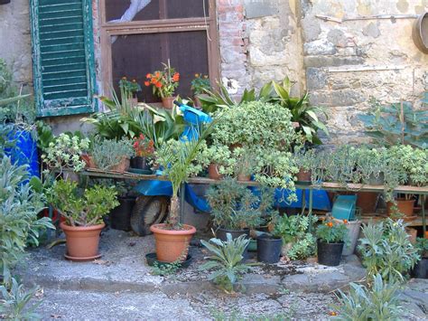 22 Italian Garden Plants Ideas For This Year SharonSable