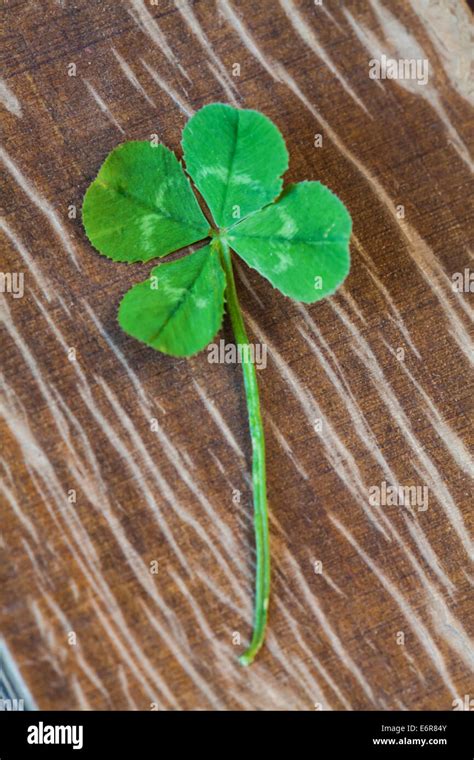 Photo Of Four Leaf Clover Symbol Of Good Luck Stock Photo Alamy