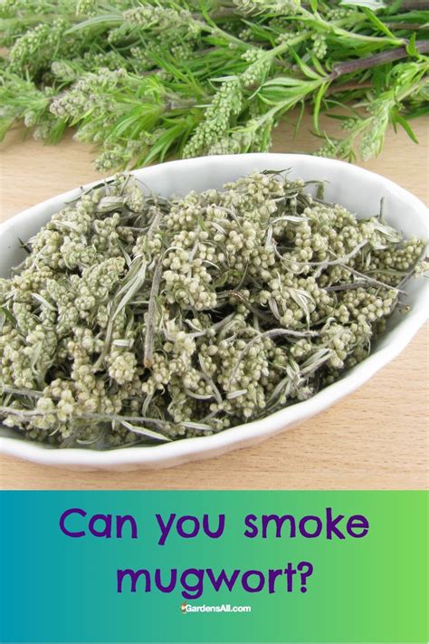 Smoking Mugwort Benefits Hazards And Alternatives To Be Aware Of