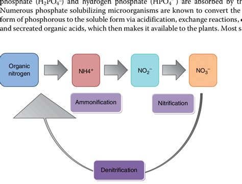 14 Nitrogen Fixation And Conversion Download Scientific Diagram